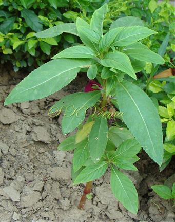  Plant